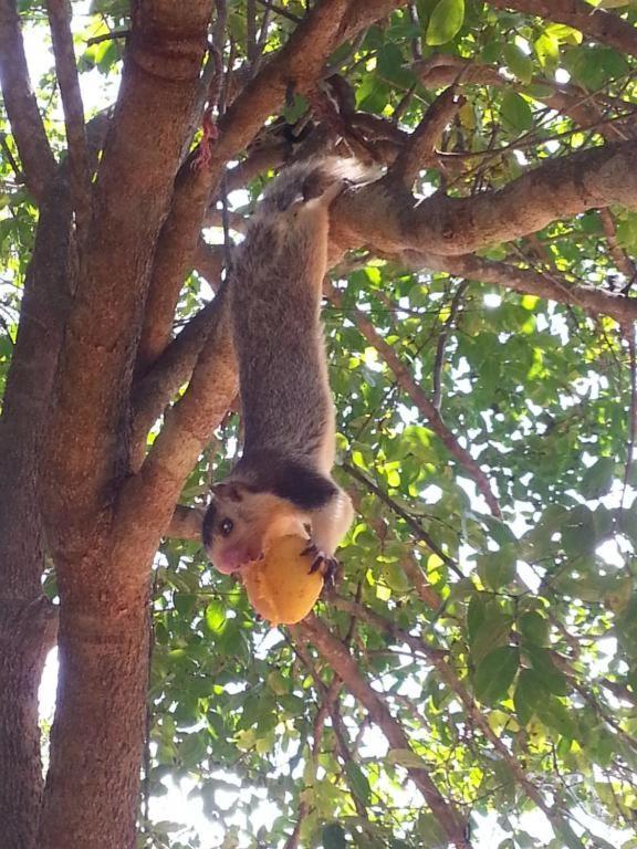 Yala Tree House Safari Hotel Exterior foto